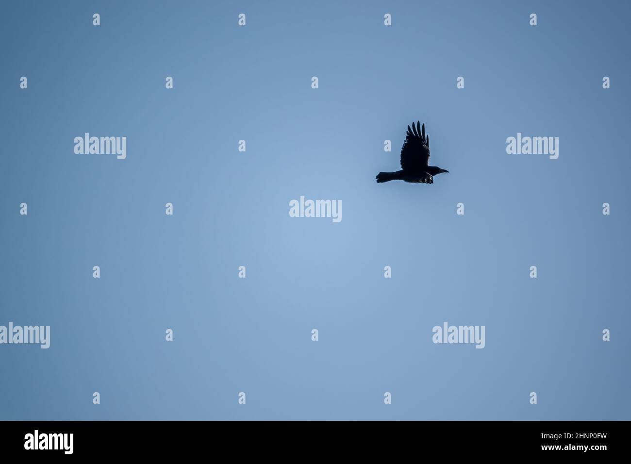 Rook flying hi-res stock photography and images - Alamy