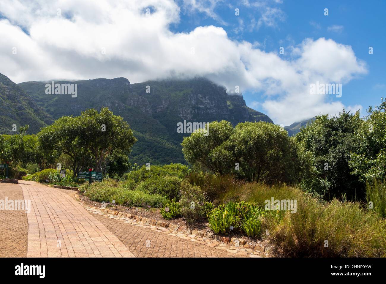 kirstenbosch national botanical garden cape town