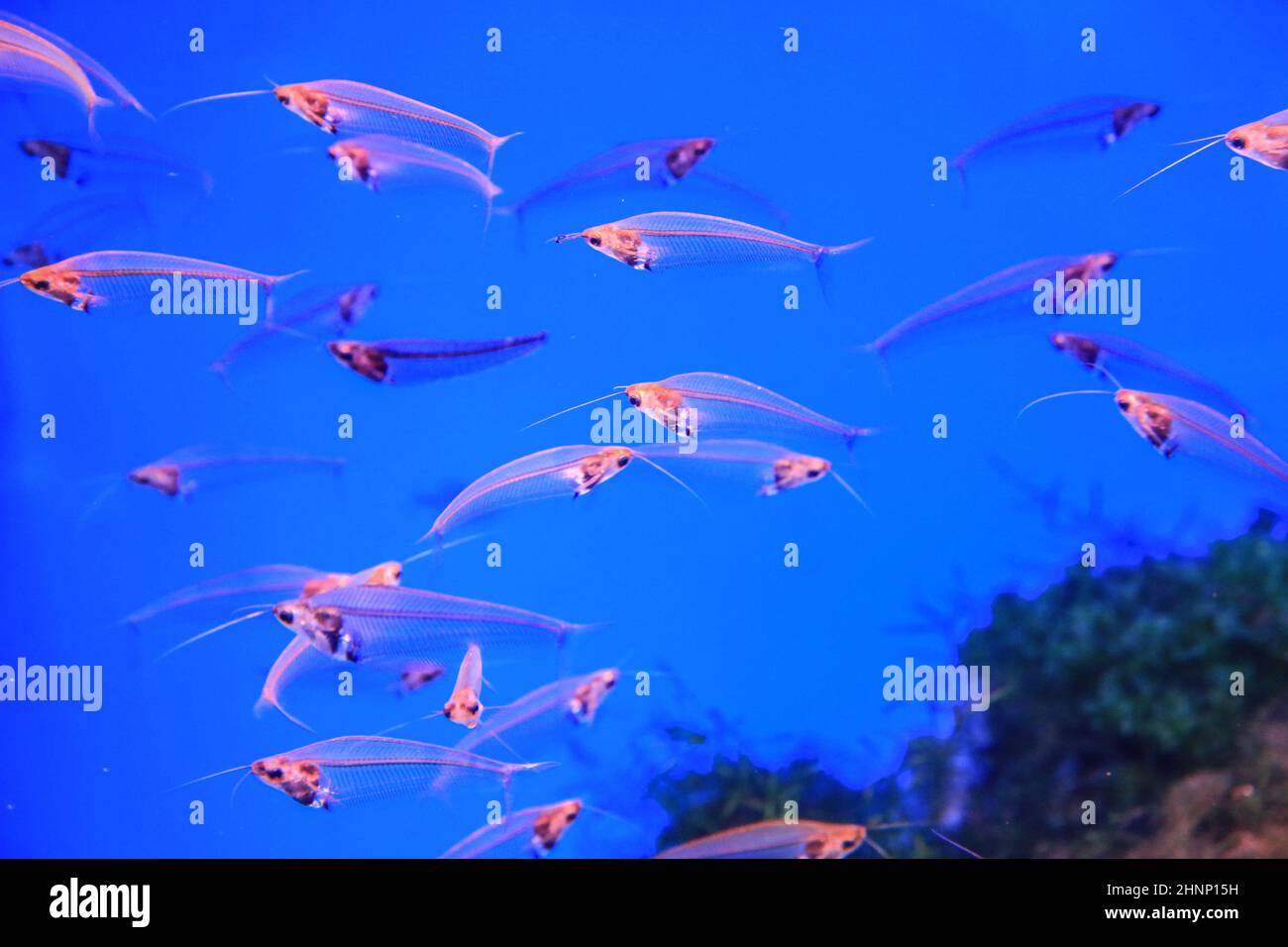 Glass catfish float on the background of coral in blue water. High quality photo Stock Photo
