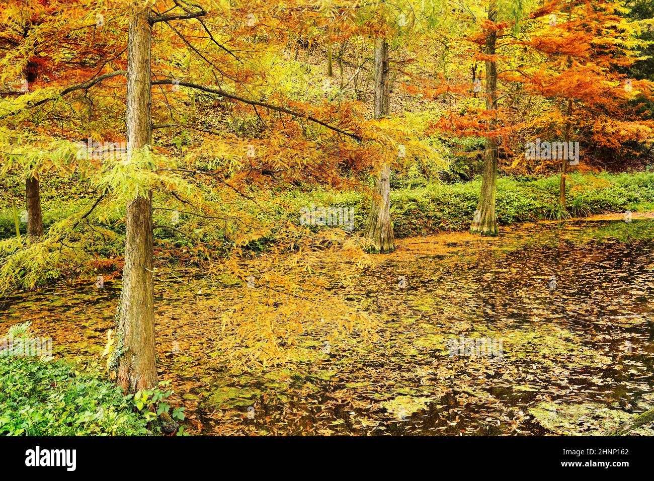 Swamp cypresses (Taxodium distichum) in autumn colors in a pond. Exotic forest in Weinheim, Baden-Wurttemberg, Germany. Stock Photo