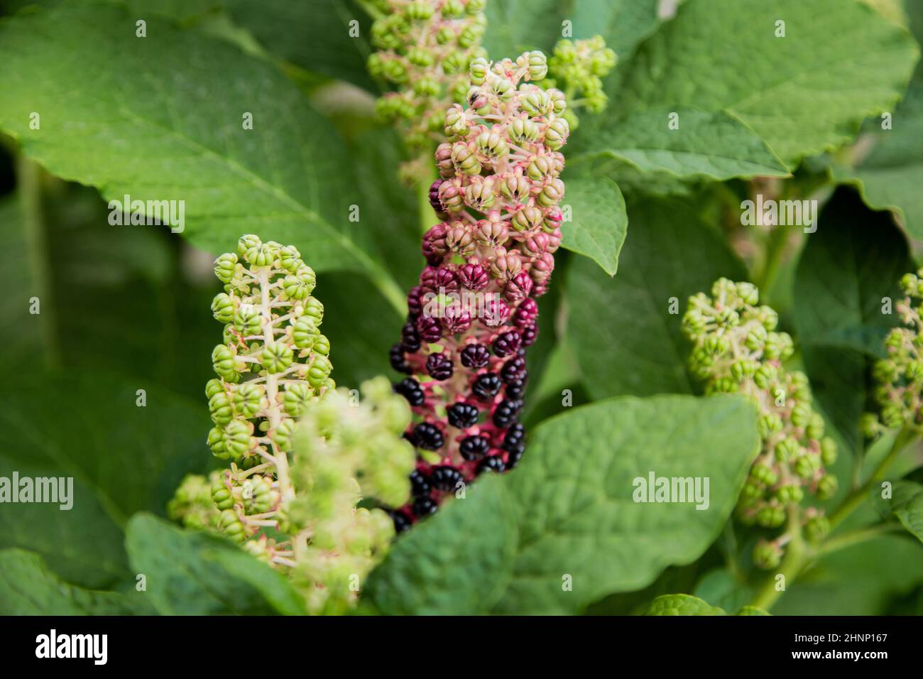 Green-purple buds of the plant Lakonos berry on a background of green leaves. High quality photo Stock Photo