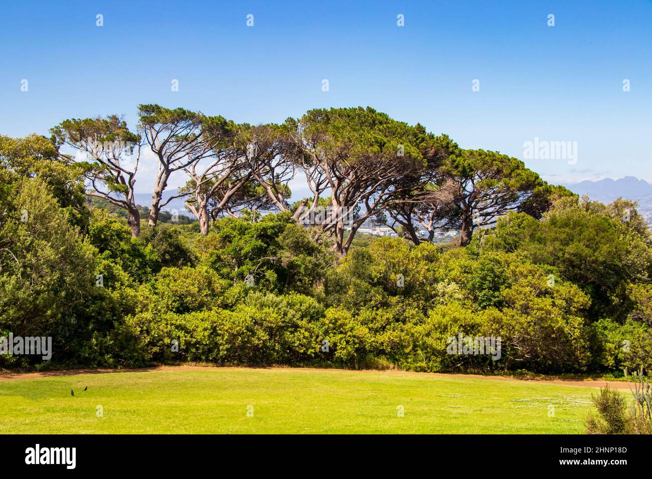 African savanna trees and grass hires stock photography and images Alamy