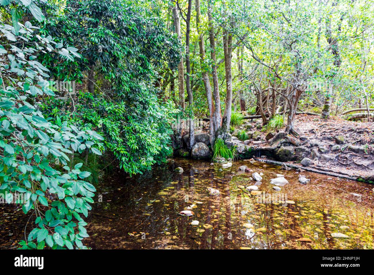 Lake or pond in the forest of Kirstenbosch, South Africa Stock Photo