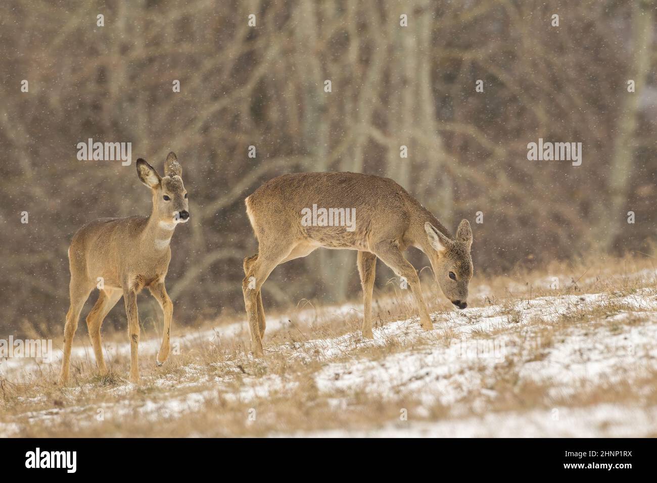 Two roe deer, capreolus capreolus, female grazing on field during