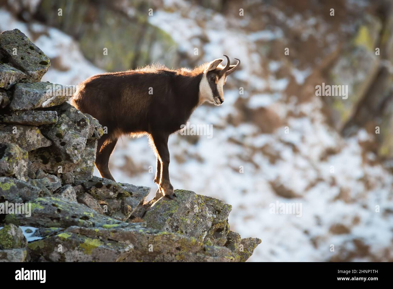Tatra chamois, rupicapra rupicapra tatrica, climbing on stones in wintertime nature. Wild goat standing on moutains in sunlight. Horned mammal looking Stock Photo