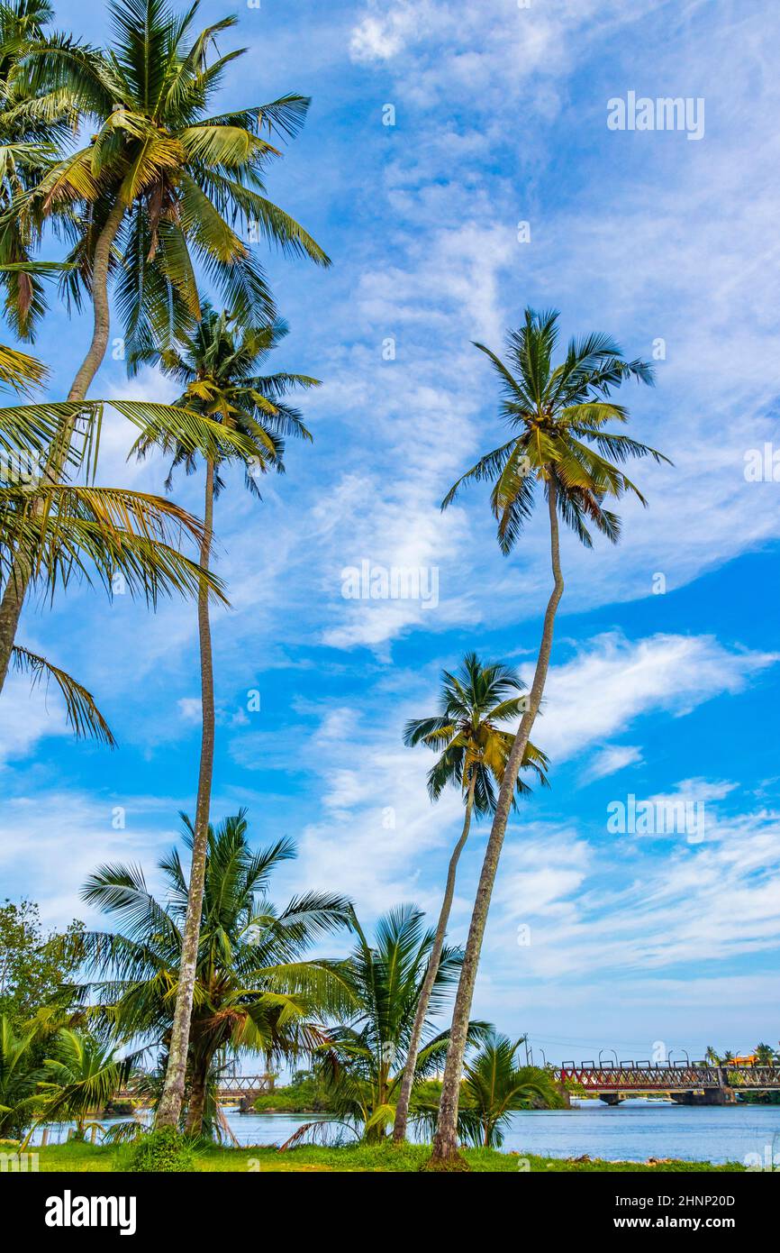 Tropical palm trees with blue sky Bentota Beach Sri Lanka. Stock Photo