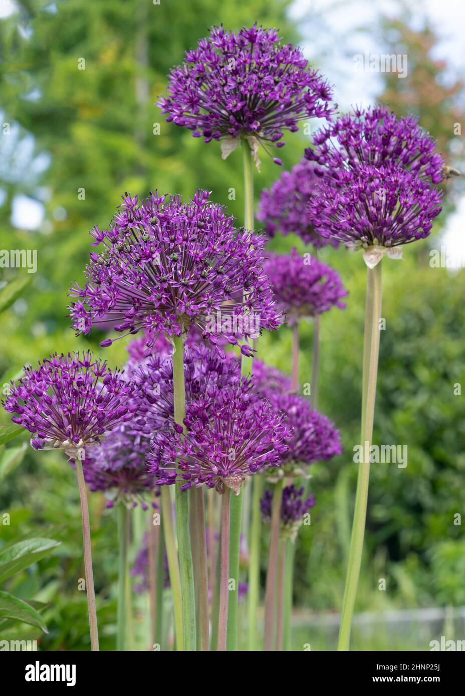 Persian onion (Allium hollandicum), close up image of the flower head