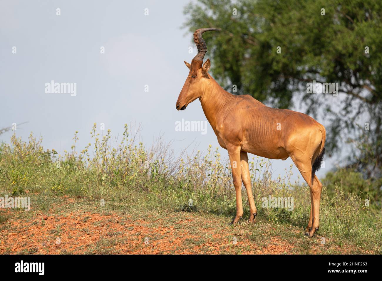 Hartebeest (Alcelaphus lelwel), Murchison Falls National Park, Uganda ...