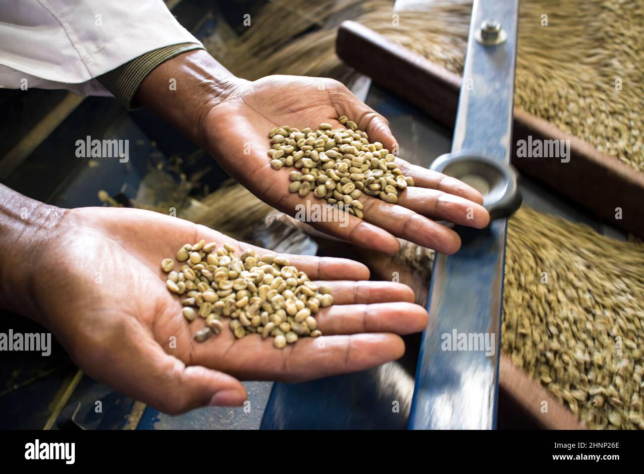 Coffee size screening process at exporter factory in Kenya Stock Photo