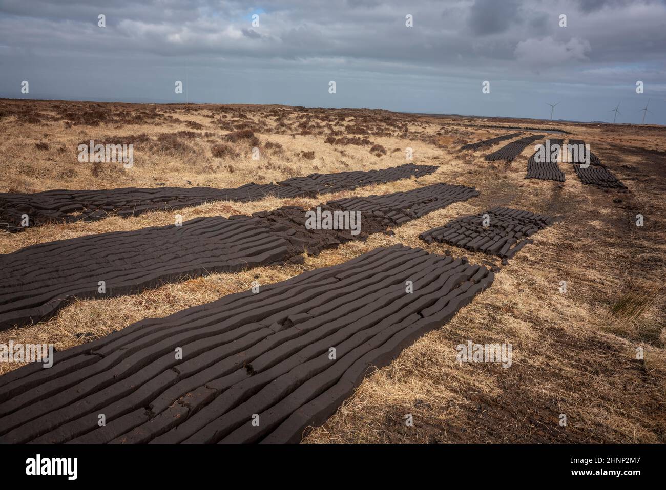 Plots of machine cut turf drying in the sun on the Irish countryside. Stock Photo