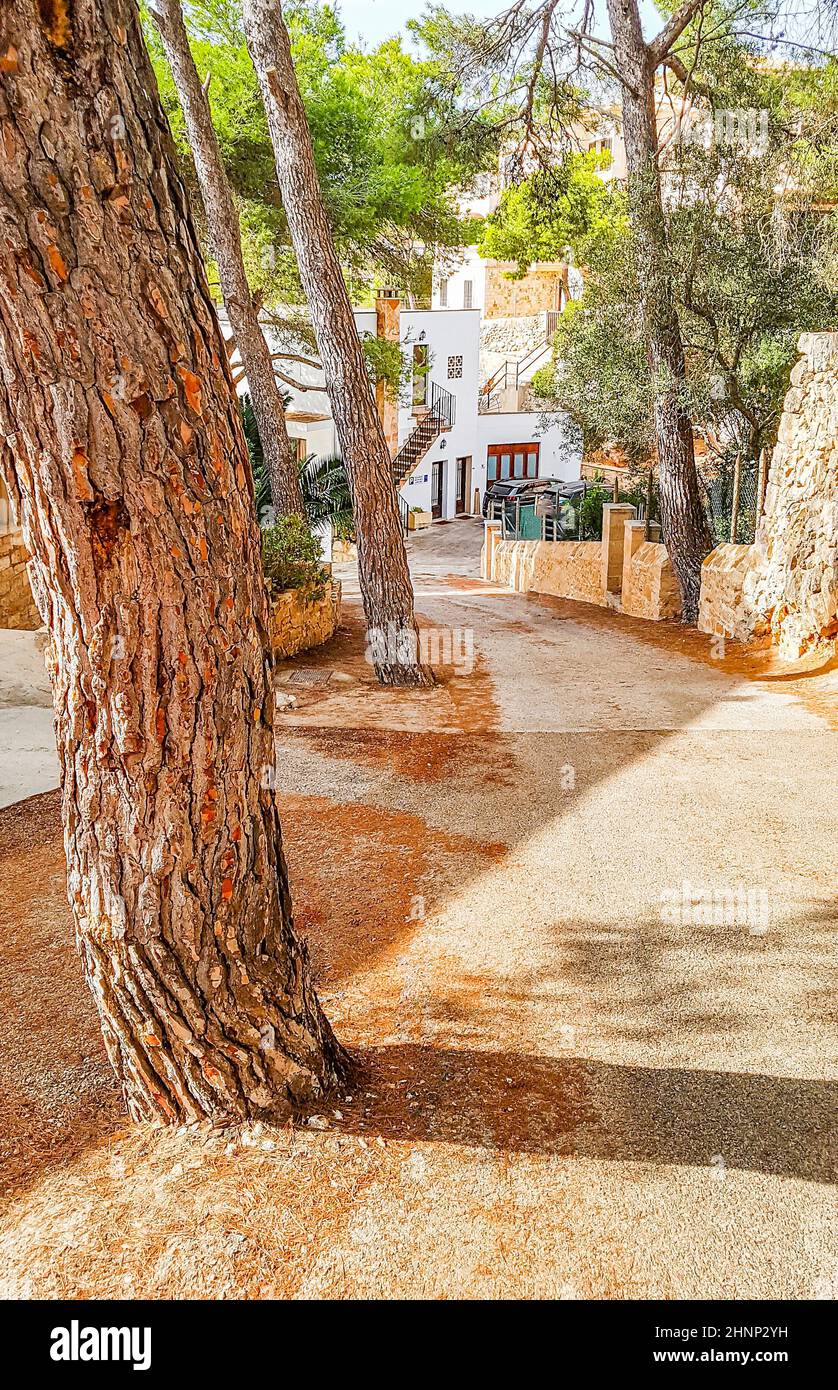 Old tree by the wayside on Mallorca Spain. Stock Photo