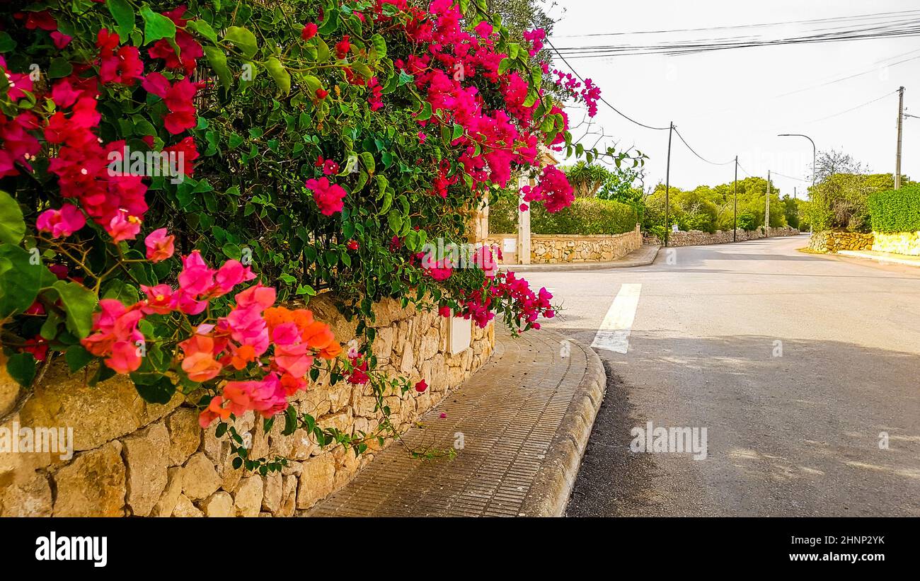 Pink red triplet flowers on the Balearic island Mallorca Spain. Stock Photo