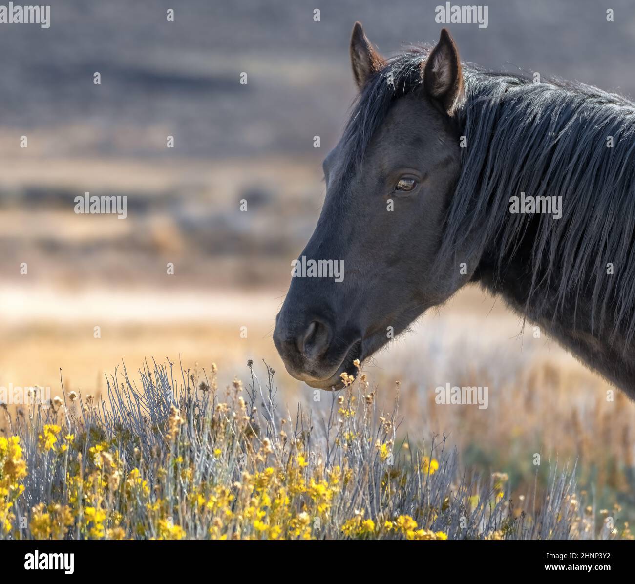 Mustang wild horse hi-res stock photography and images - Alamy