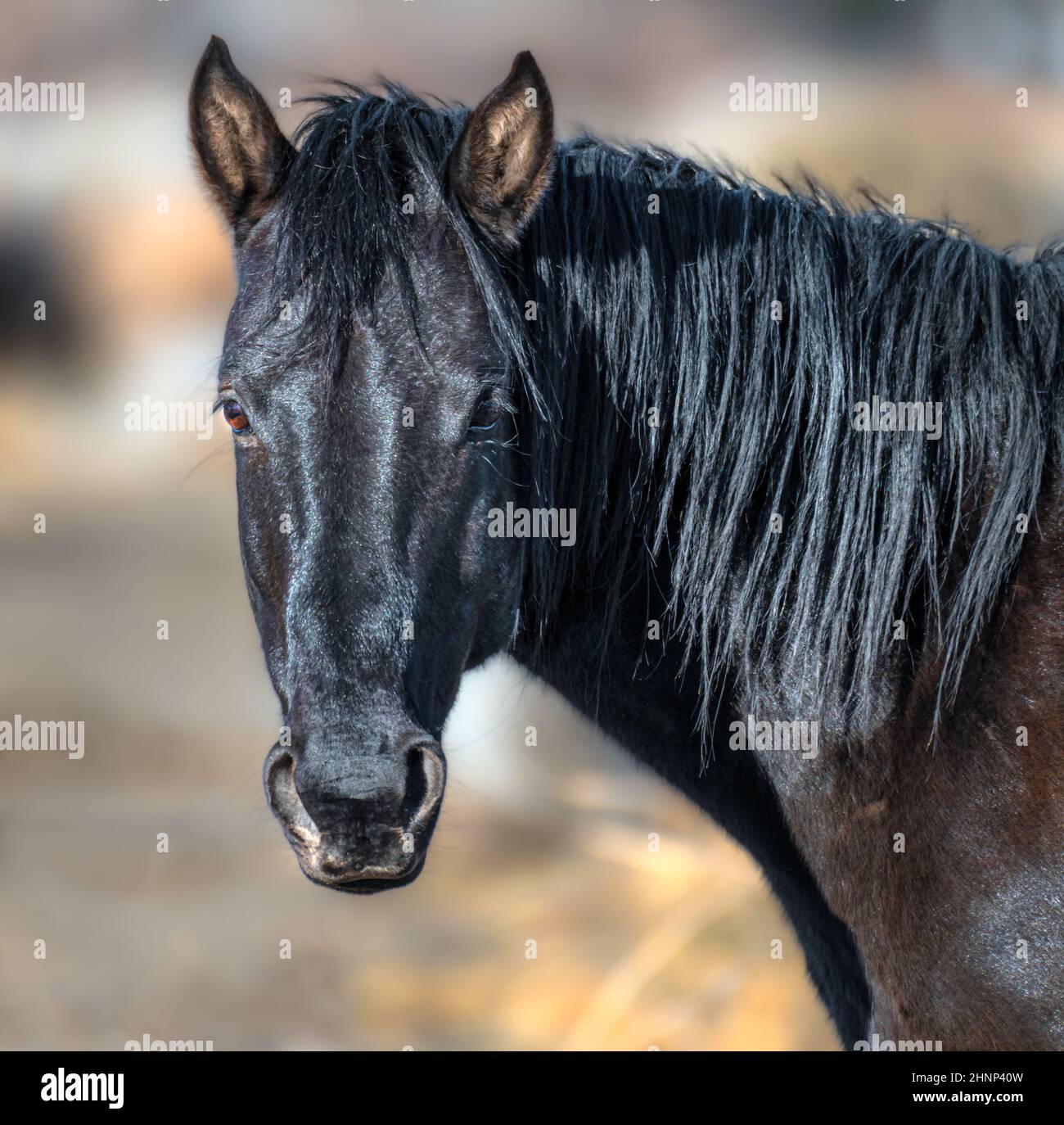 Mustang wild horse hi-res stock photography and images - Alamy