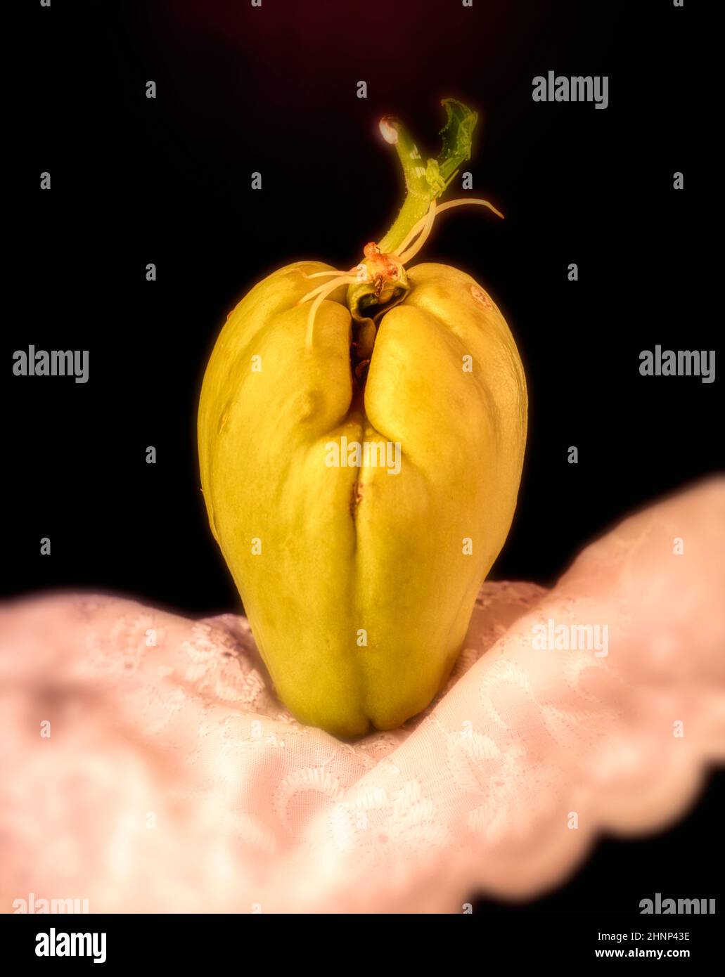 ChoCho, Chayote, Sechium edule, food plant stilllife in closeup Stock Photo Alamy