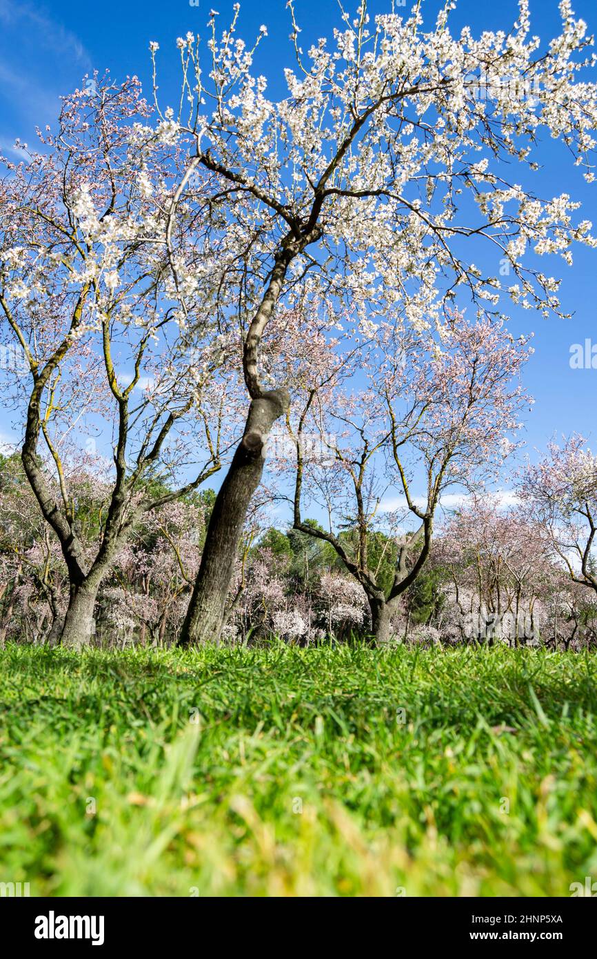 Park Quinta de los Molinos in Madrid in full bloom of spring almond and cherry trees with white and pink flowers on a clear day, in Spain. Europe. Stock Photo