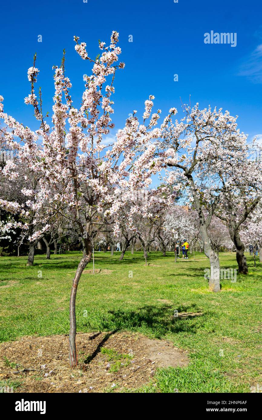 Park Quinta de los Molinos in Madrid in full bloom of spring almond and cherry trees with white and pink flowers on a clear day, in Spain. Europe. Stock Photo