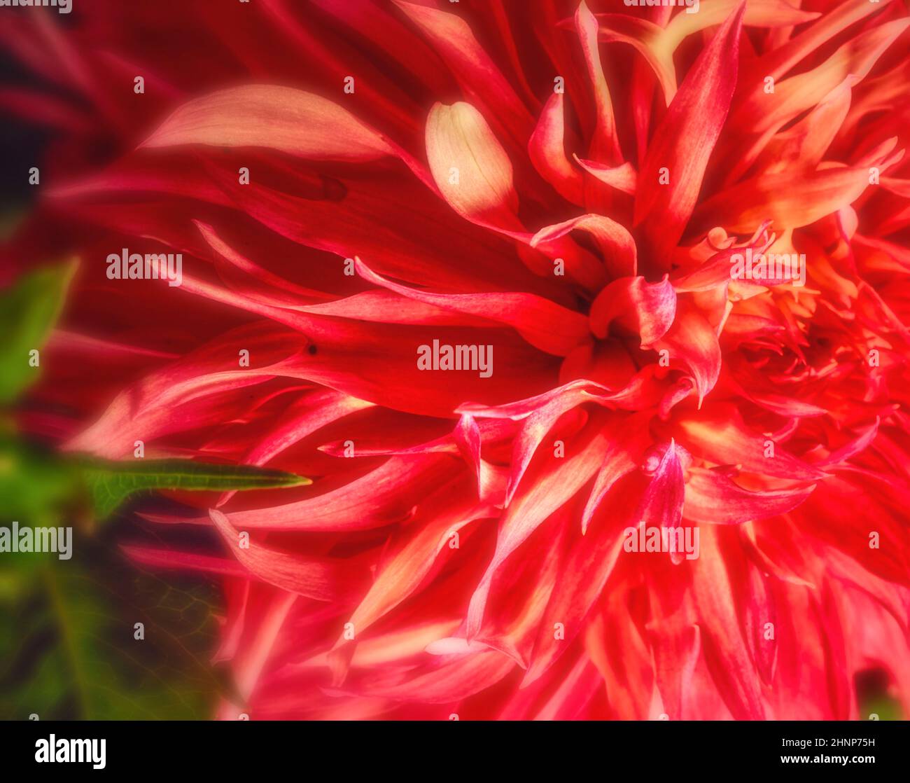 Vivid red Chrysanthemum macro flower portrait, high resolution, deep focus, suitable for wall art Stock Photo
