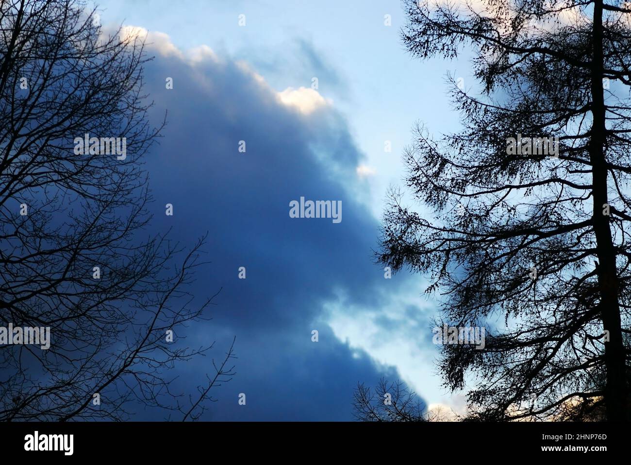 Silhouettes of trees against the background of a blue sky with cumulus clouds. Bright background with contrasts, unique silhouette of tree crown Stock Photo