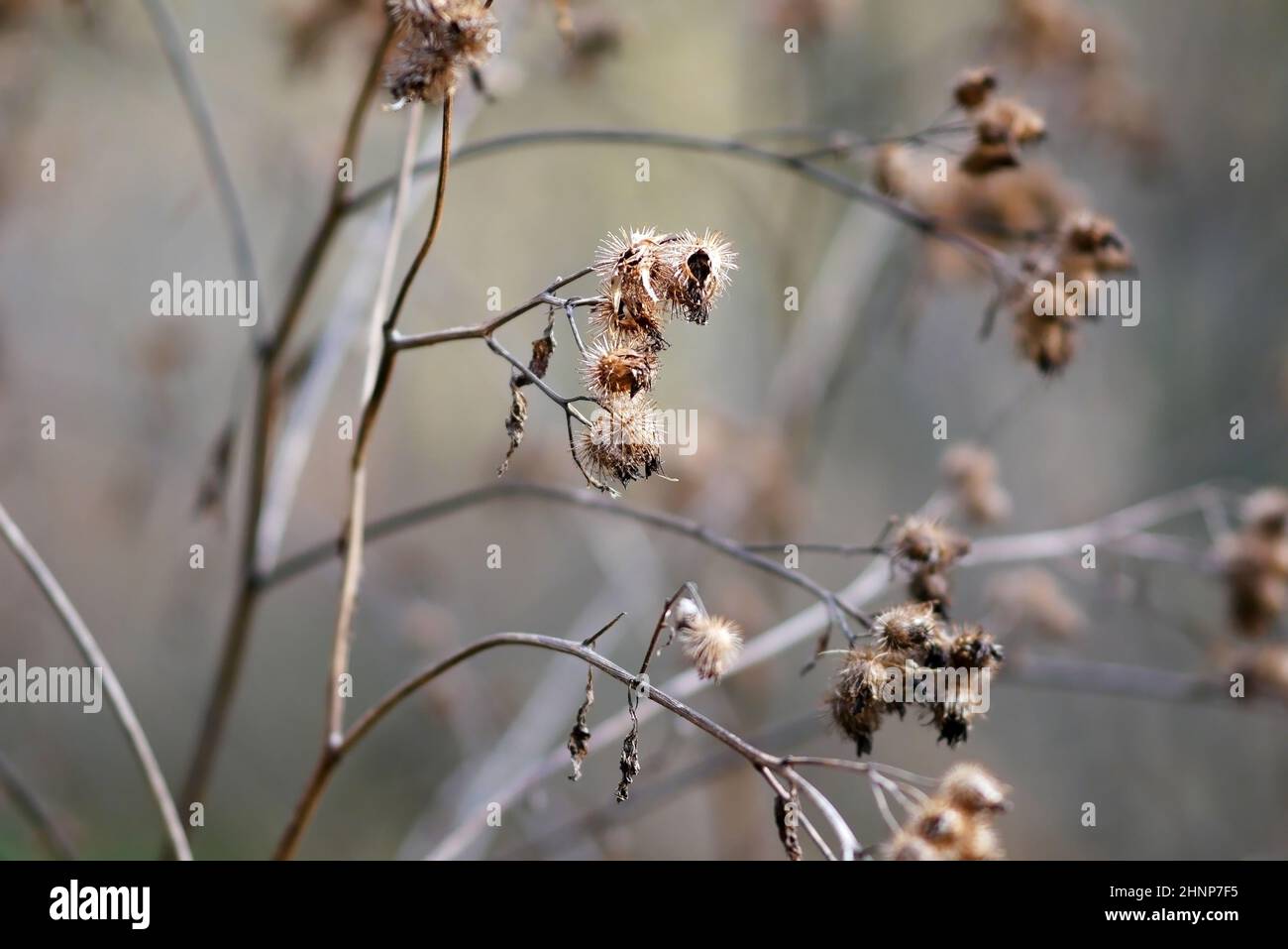 Autumn, dry stem with seeds Burdock weed (rudus, ruderis) plant close up. Arctium lappa.  Asteraceae family Stock Photo