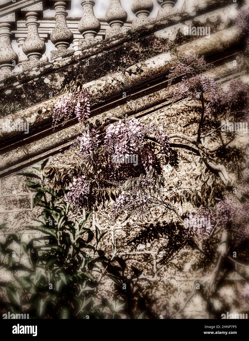 Wisteria flowering plant close-up against ageing stonework Stock Photo