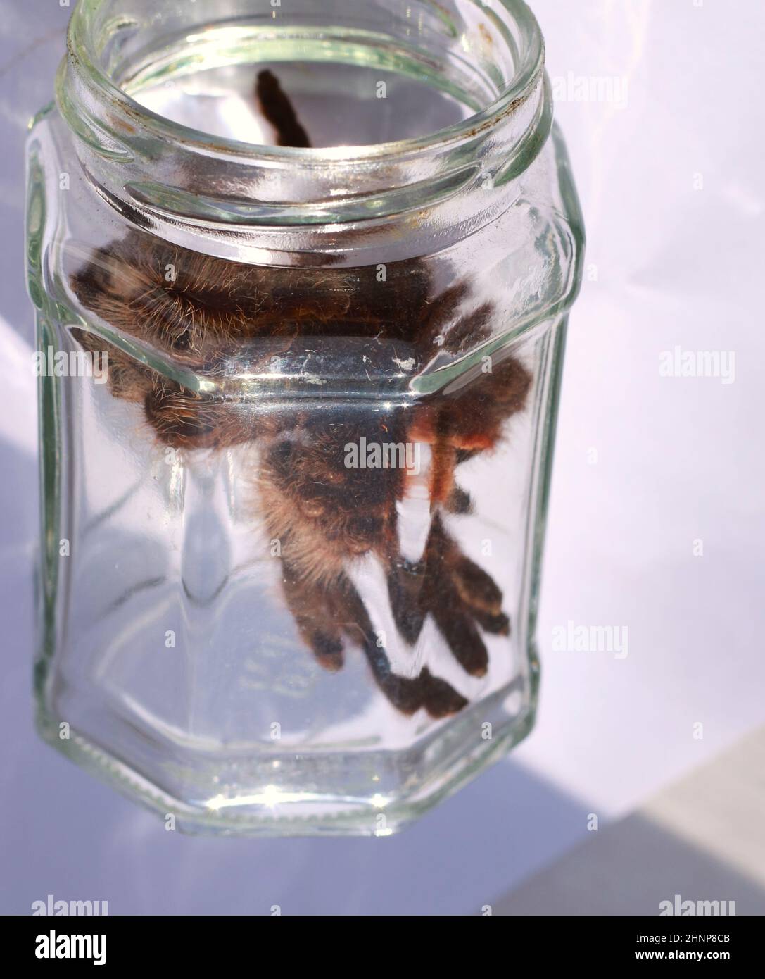 Science and Nature - Glass Vessel containing organic remains of Tarantula arachnid skin moult Stock Photo