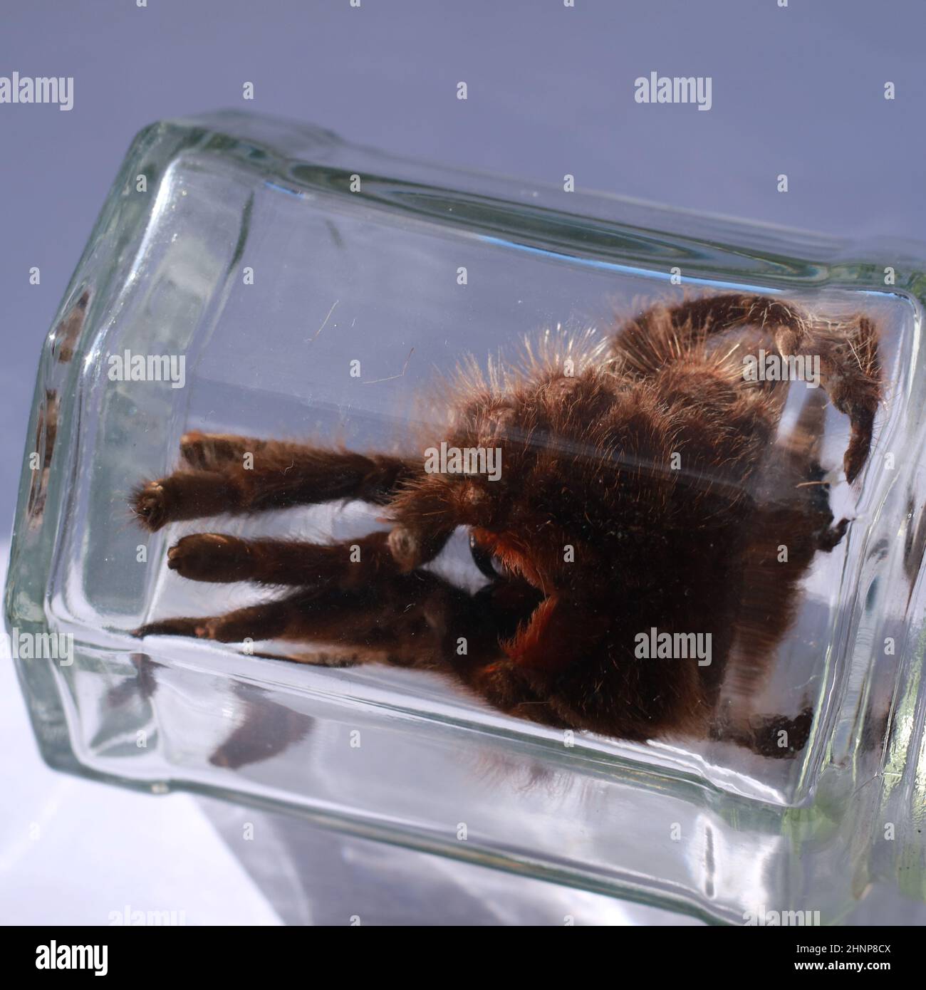 Science and Nature - Glass Vessel containing organic remains of Tarantula arachnid skin moult Stock Photo