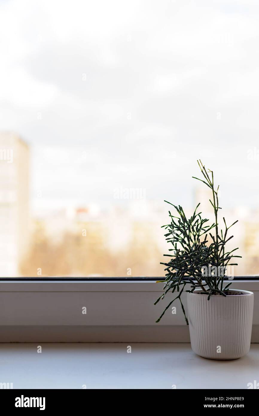 Home garden on windowsill. Hatiora salicornioides succulent plant in white flower pot Stock Photo