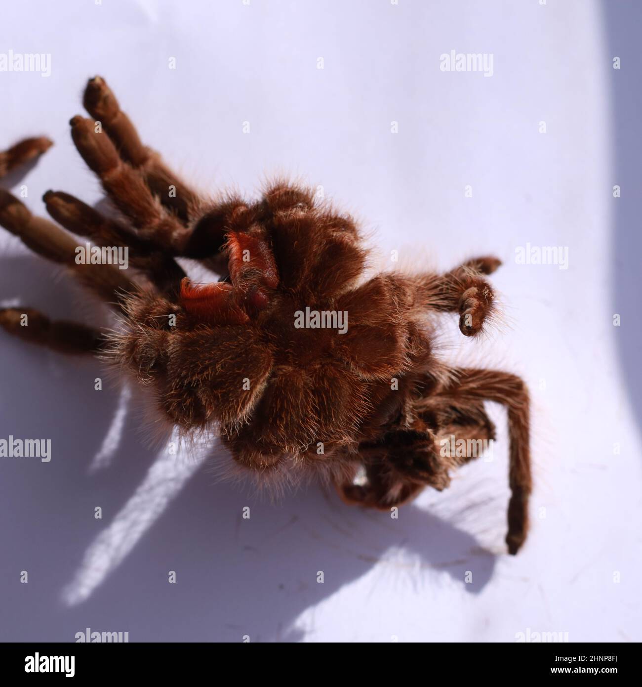 Science and Nature - Close-up of organic remains of Tarantula arachnid skin moult Stock Photo