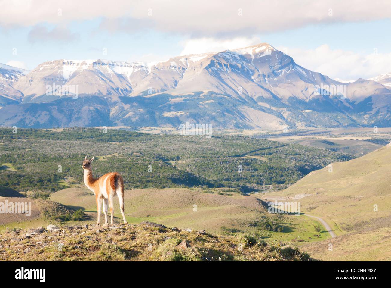 Guanaco from Torres del Paine National Park, Chile. Chilean Patagonia