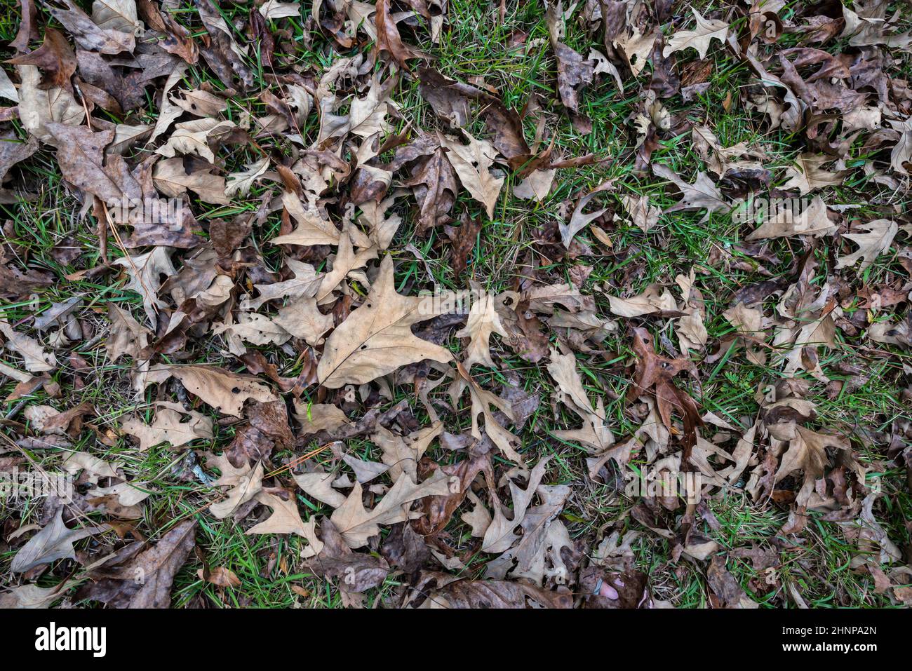 A variety of fallen dead leaves among green grass in early winter, North Central Florida. Stock Photo