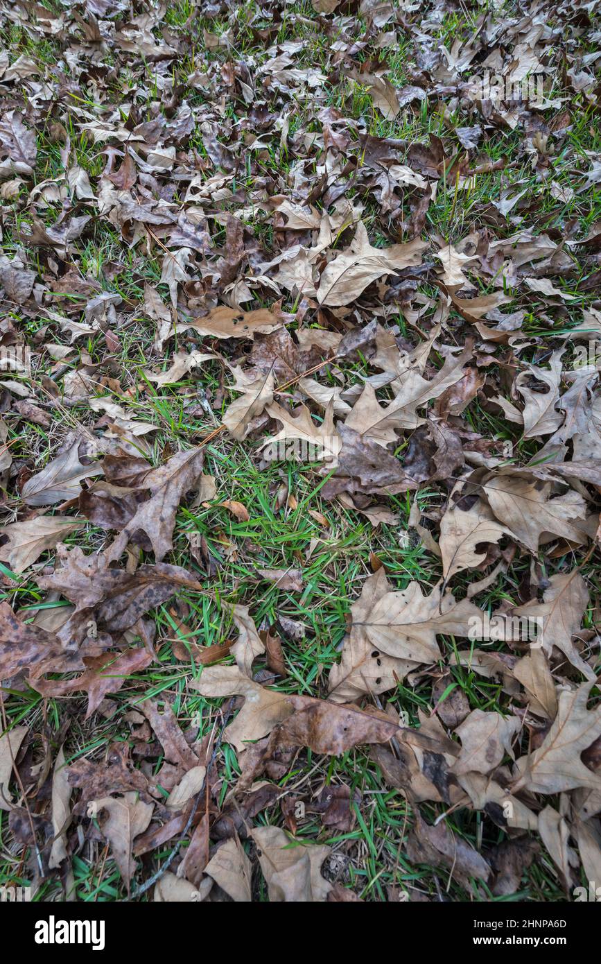 A variety of fallen dead leaves among green grass in early winter, North Central Florida. Stock Photo