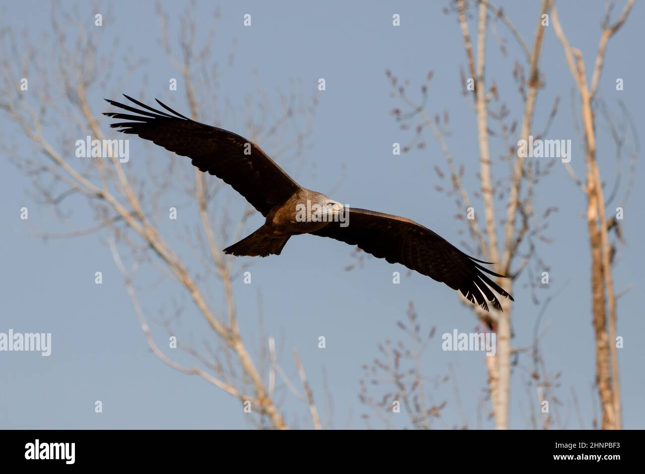 Adult black kite in flight in Madrid - Spain (Milvus migrans) Stock Photo