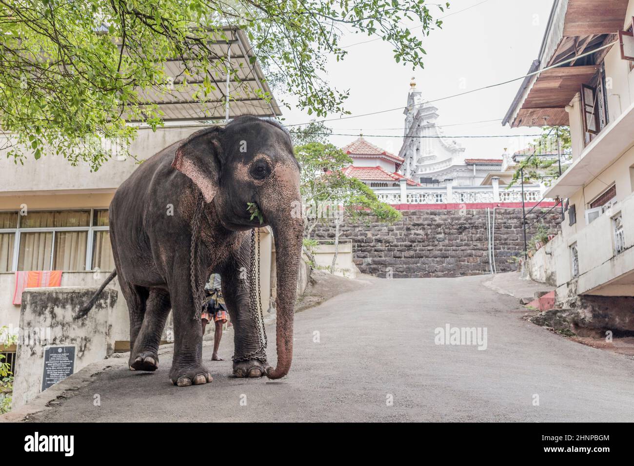Sri Lanka temple elephant in Bentota. Elephant rides Stock Photo Alamy