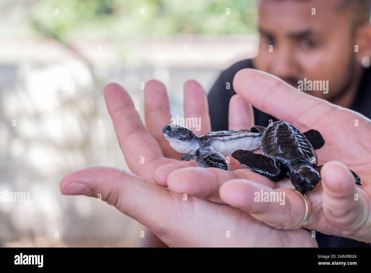 Black baby turtle on hands. Stock Photo