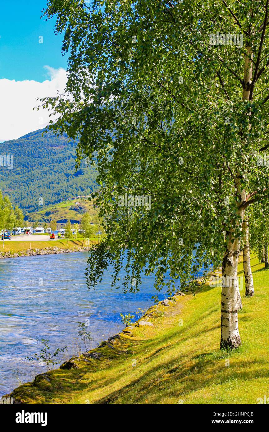Birch trees and river in beautiful Flåm in Aurlandsfjord Aurland Vestland Sognefjord in Norway. Stock Photo