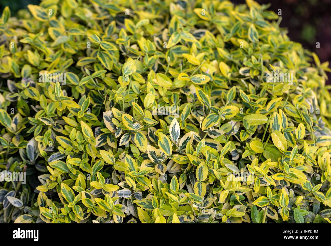 Yellow and green leaves of Euonymus fortunei emeralnd Stock Photo