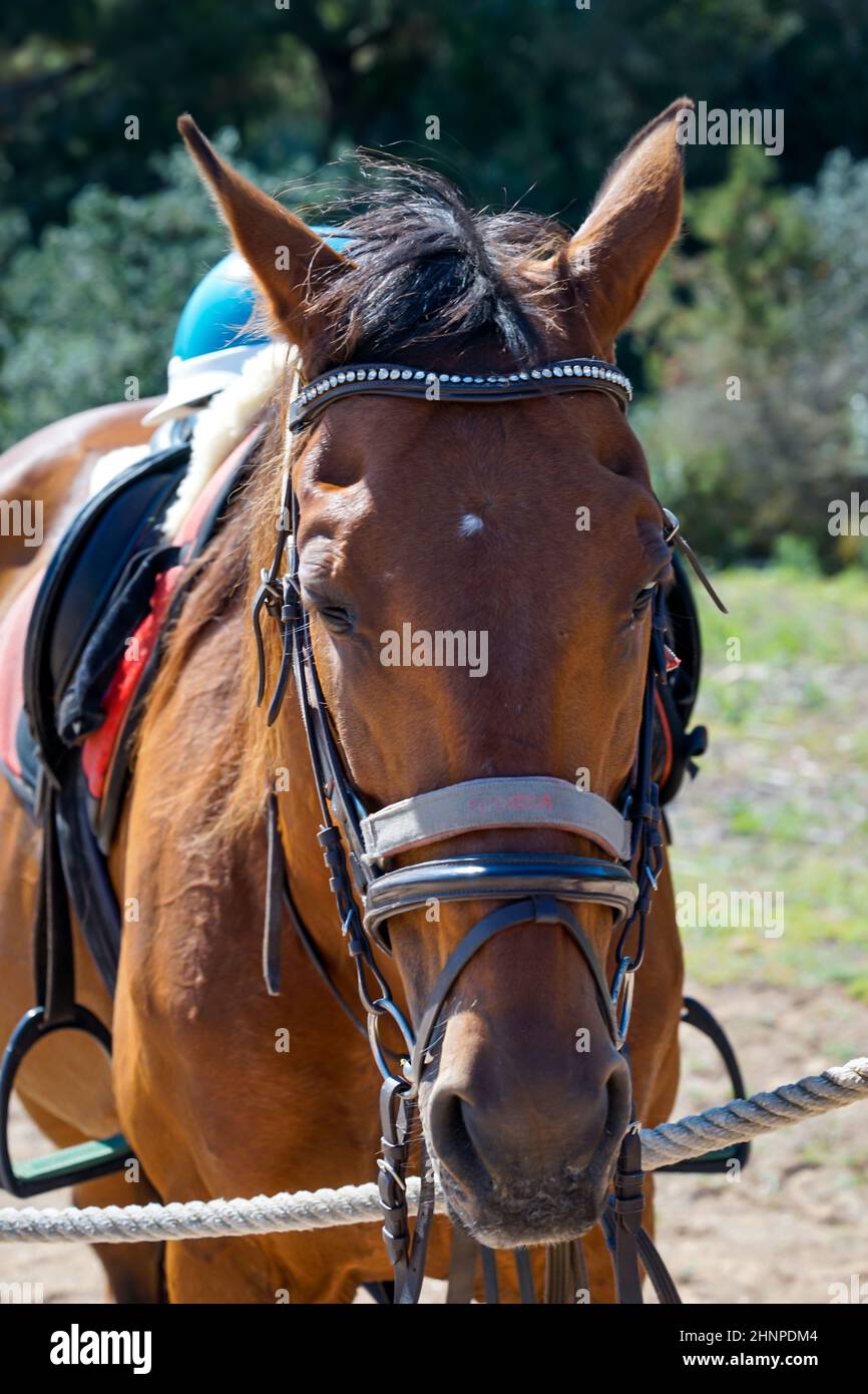 Portrait of a horse, a riding horse with a saddle in the great outdoors. Stock Photo