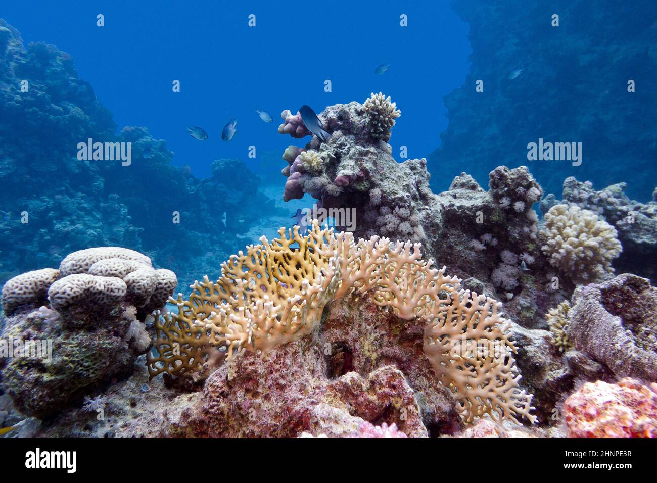 coral reef with hard and fire coral at the bottom of tropical sea Stock Photo