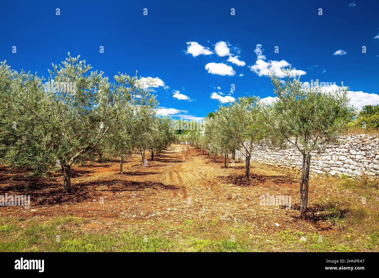 Olive trees plantage groove on red soil, production of extra virgin