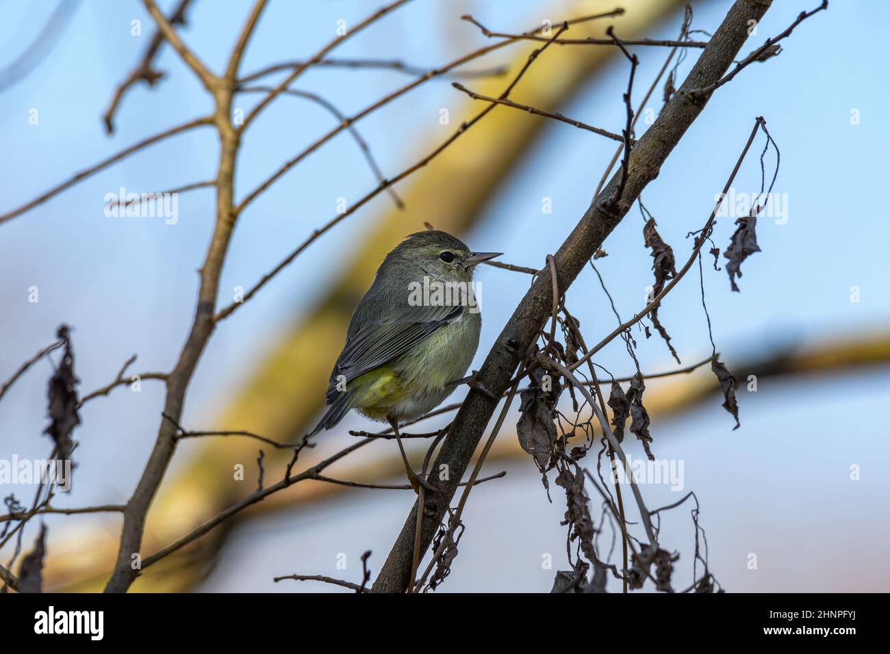 Female painted bunting hires stock photography and images Alamy