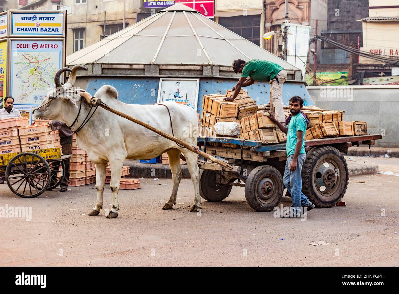 ox chart rider loads his cart with cargo Stock Photo