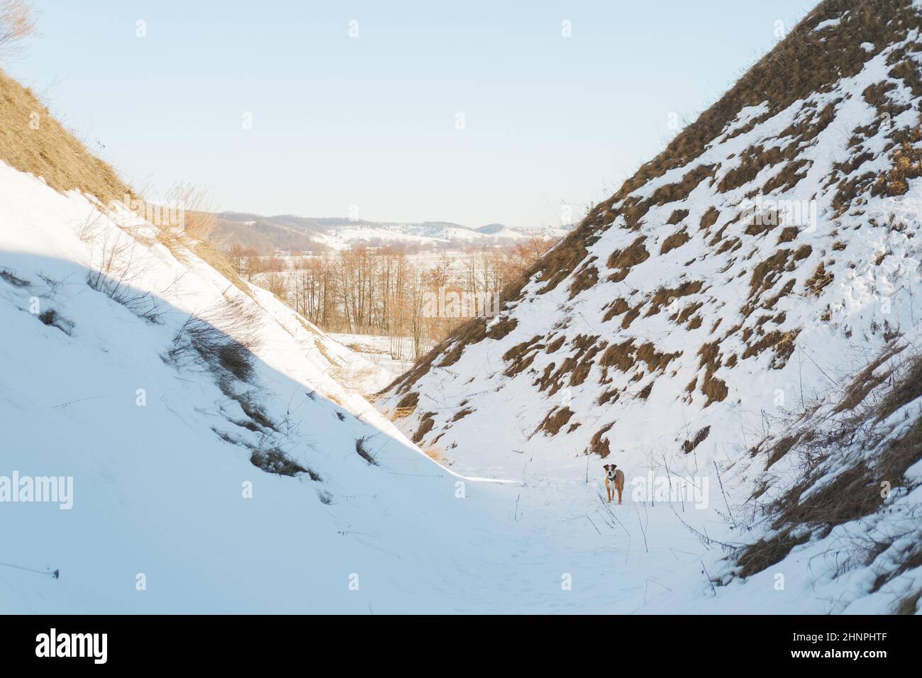 Beautiful winter landscape with low snowy hills and a dog on a sunny day. Early spring nature, active outdoors leisure time, walking the pets in the w Stock Photo