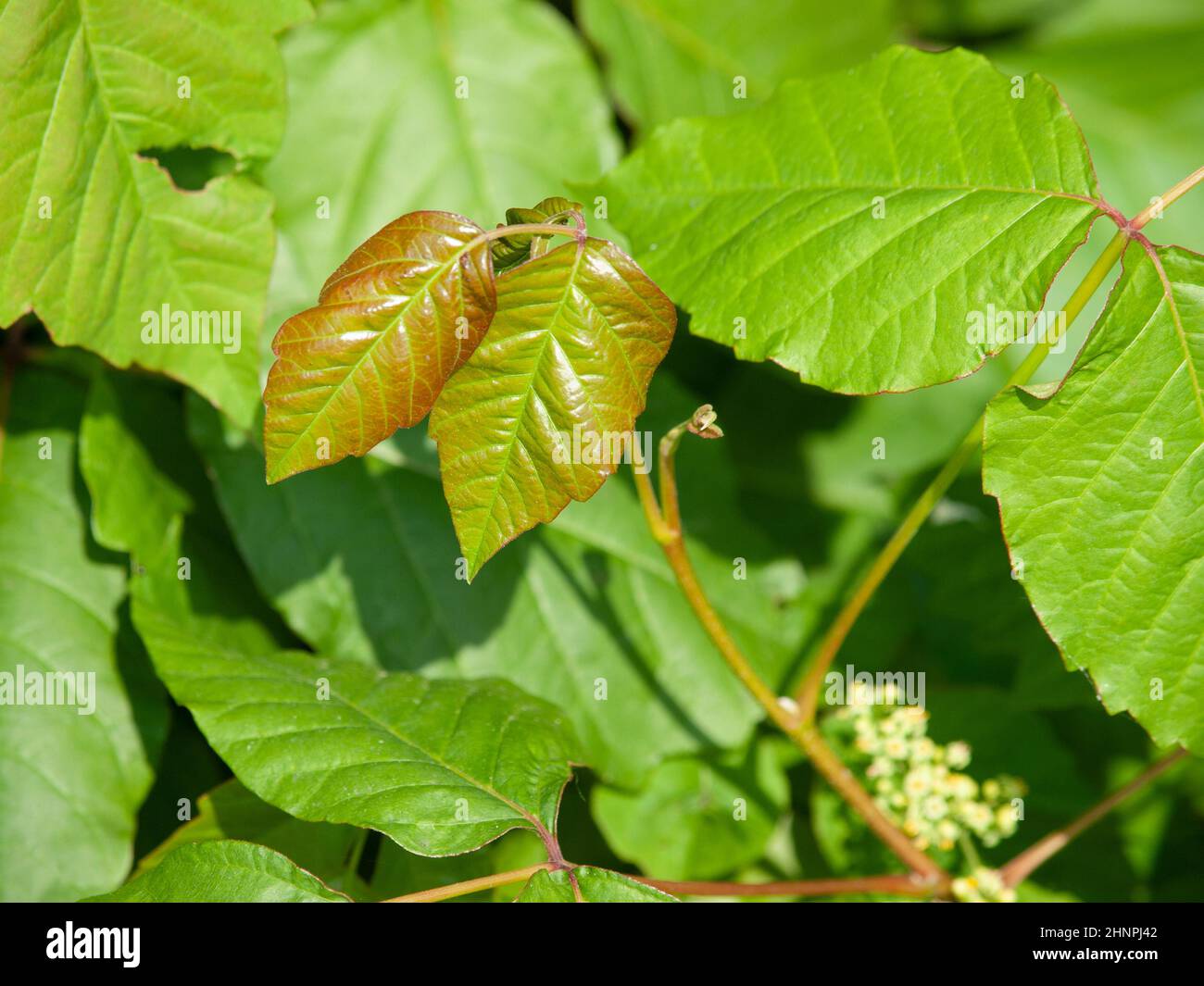 Toxicodendron radicans, commonly known as eastern poison ivy or poison