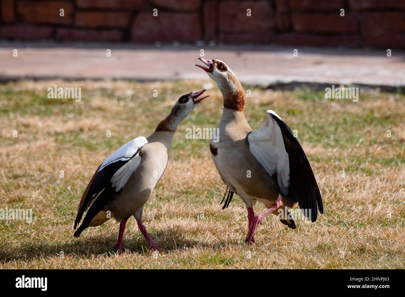 Two Egyptian Geese facing each other on the grass (Alopochen aegyptiaca) Stock Photo