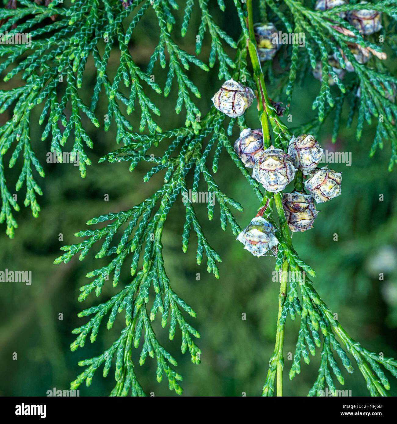 Closeup of the green leaves and tiny cones of a Lawson cypress tree Chamaecyparis lawsoniana Stock Photo