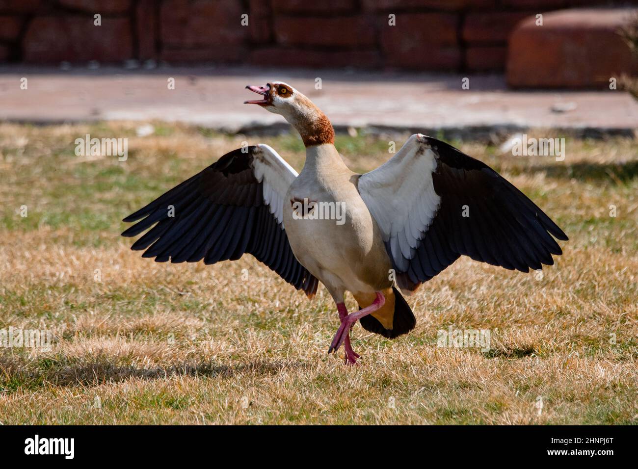 Egyptian goose walking and flapping its wings (Alopochen aegyptiaca) Stock Photo