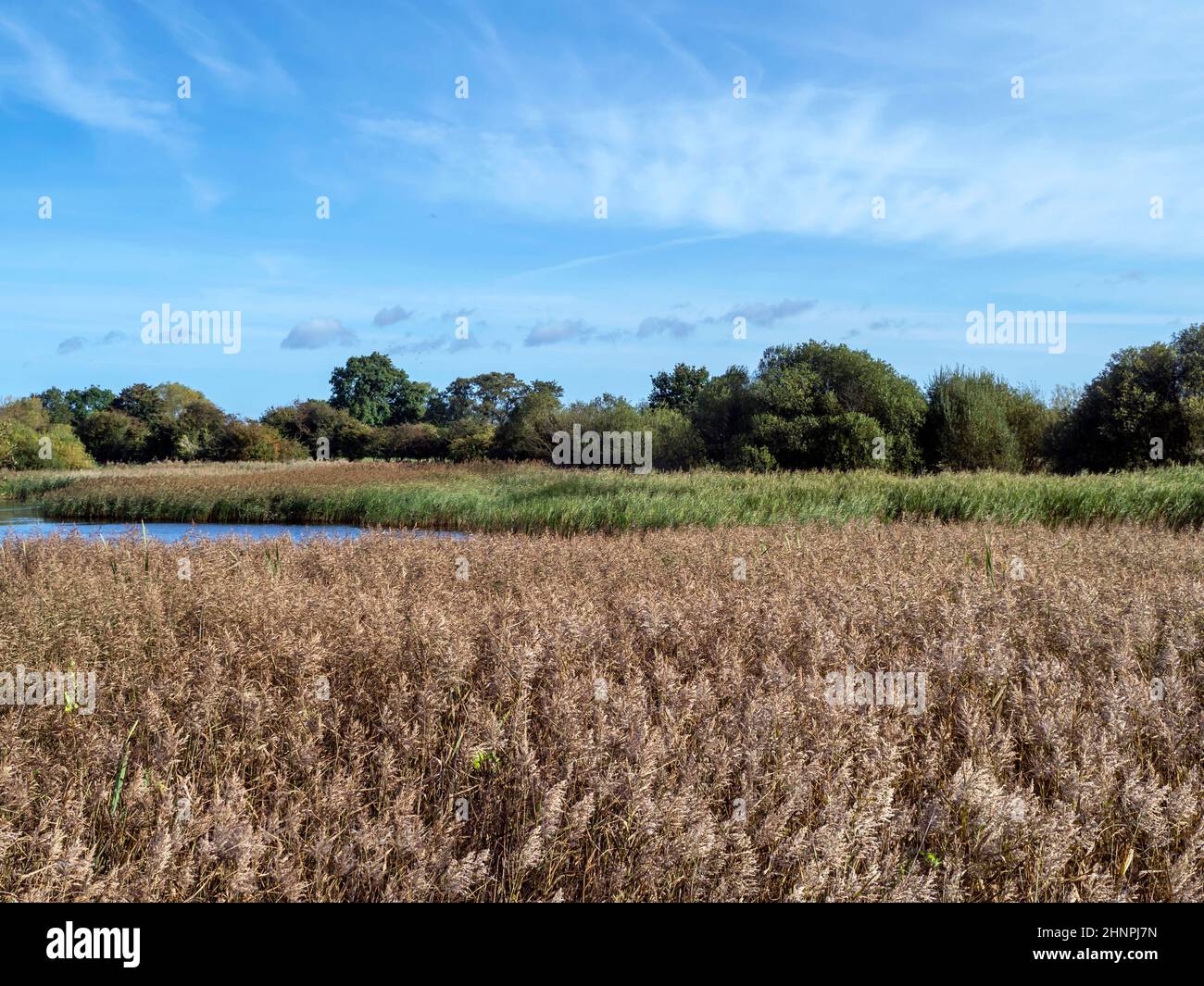 Autumn reeds and a lovely blue sky at Staveley Nature Reserve, North Yorkshire, England Stock Photo
