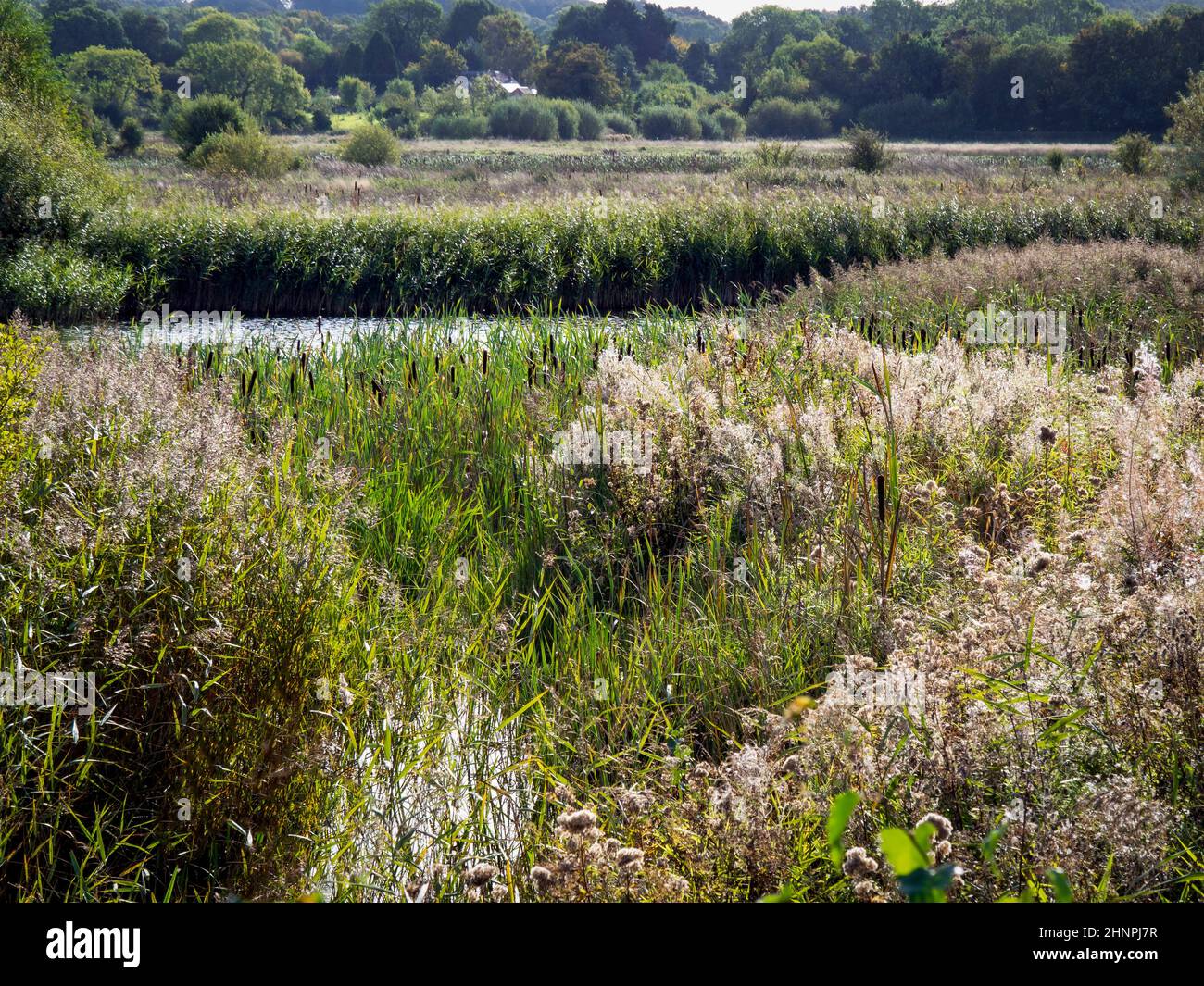 Ponds and vegetation in the wetland habitat at Staveley Nature Reserve, North Yorkshire, England Stock Photo