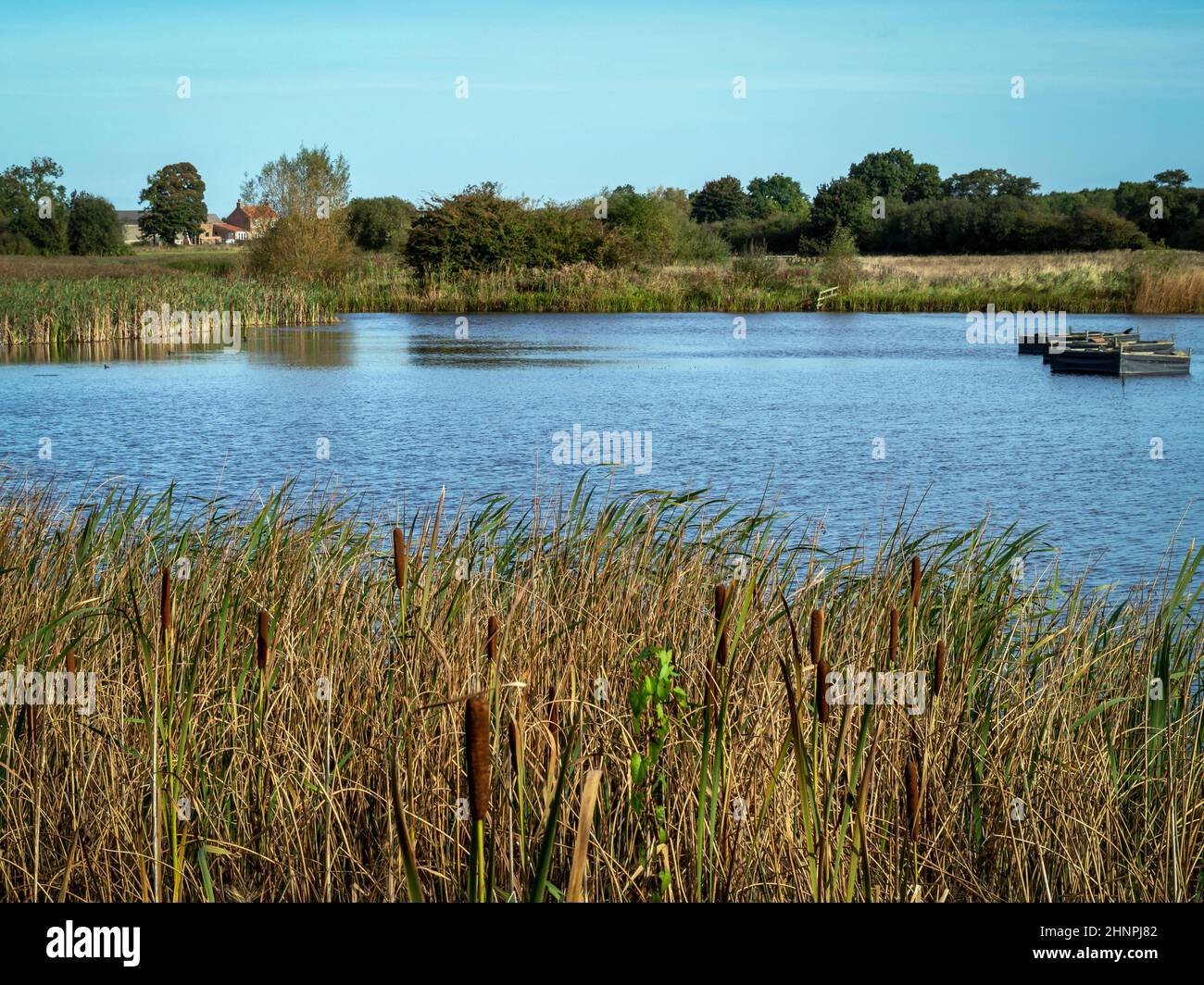 Lesser bulrushes beside a lake in Staveley Nature Reserve near Boroughbridge, North Yorkshire, England Stock Photo